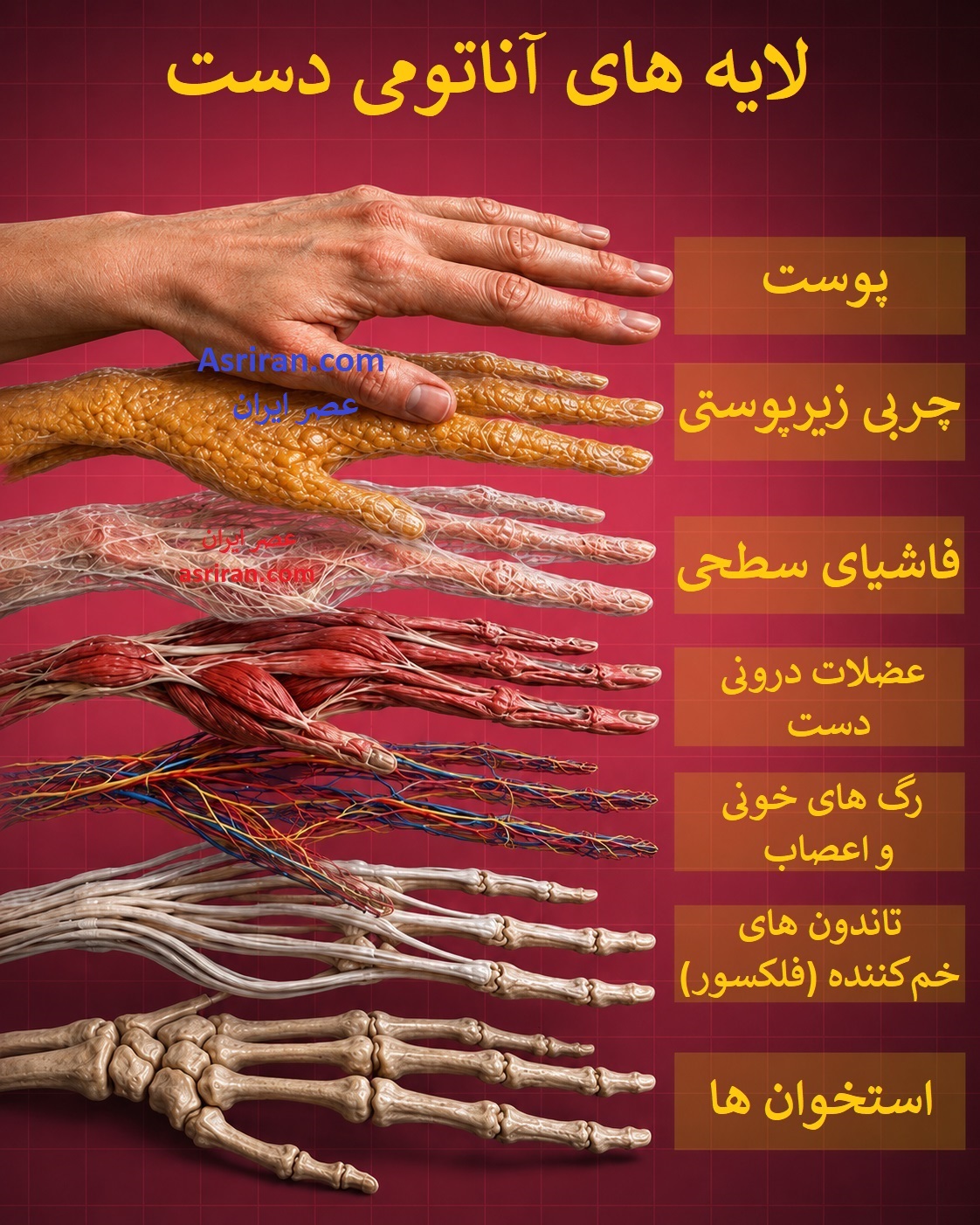 ساختار مهندسی شده دست ؛ 7 لایه از حفاظت تا حرکت (+اینفوگرافیک) ساختار مهندسی شده دست ؛ 7 لایه از حفاظت تا حرکت (+اینفوگرافیک)